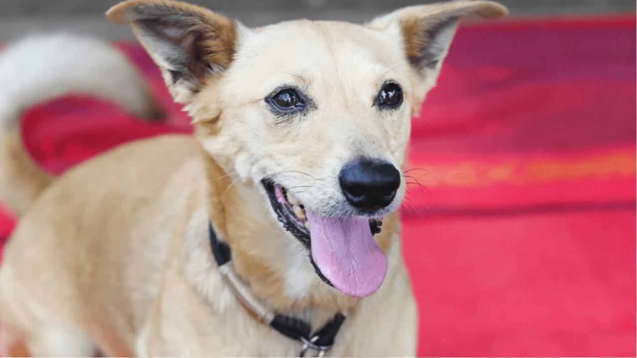 Der Hund Oscar: Er kann besonders gut mit Frauen.