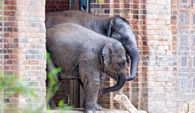 Zoo Leipzig: Nach traurigem Abschied kommt die erlösende Nachricht