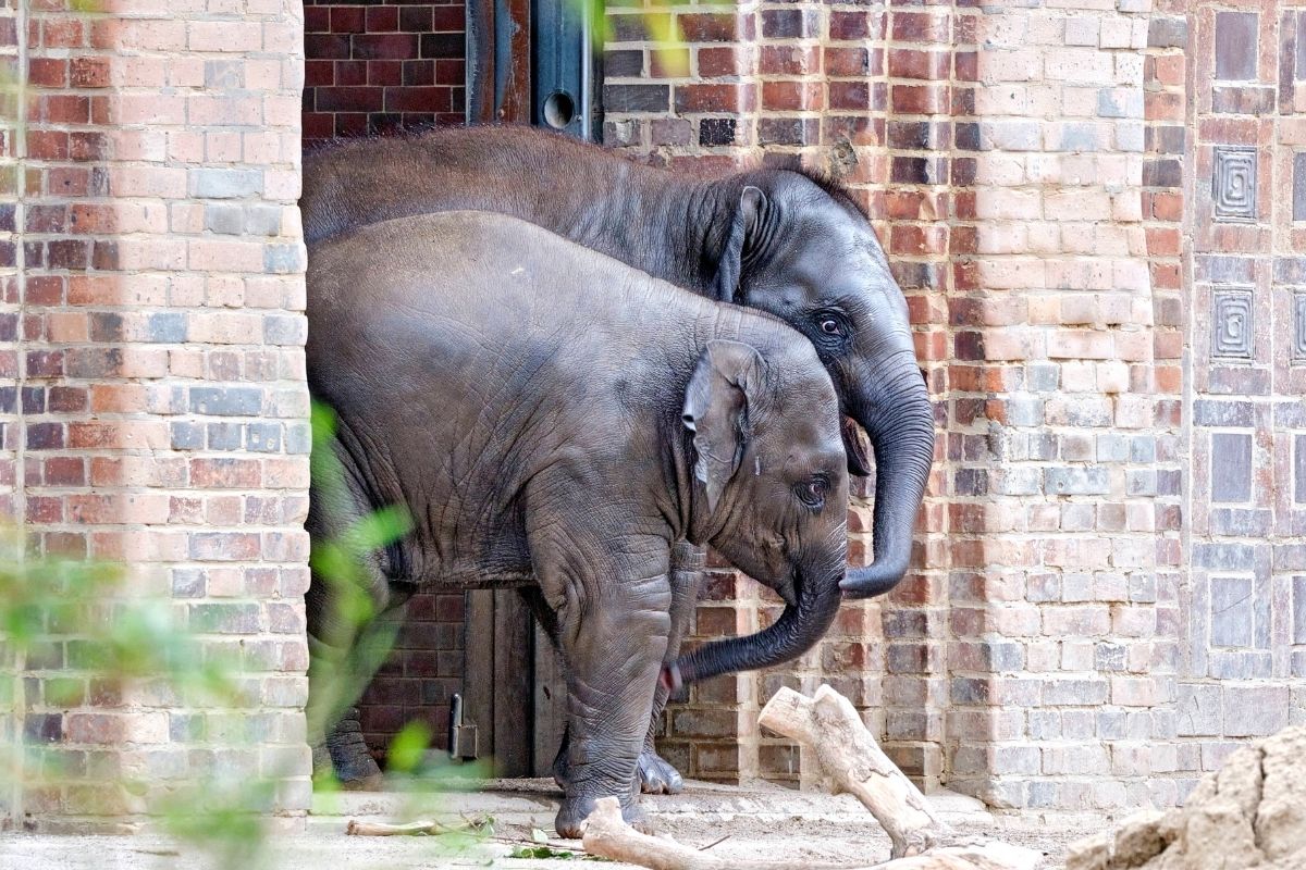 Zoo Leipzig: Nach traurigem Abschied kommt die erlösende Nachricht