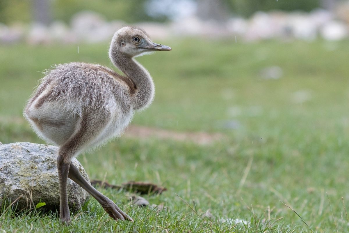 Zoo Leipzig: Besonderer Anblick! Doch Besucher brauchen Glück