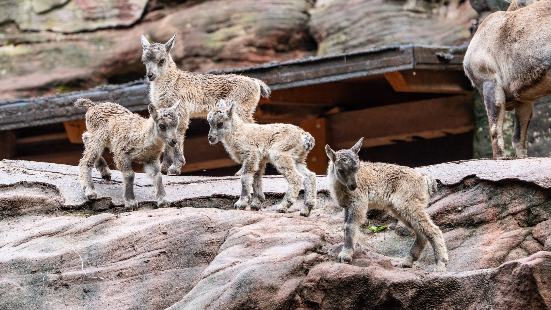 Die Alpensteinböcke im Tiergarten: Die Tiere sind schon im Gelände unterwegs.