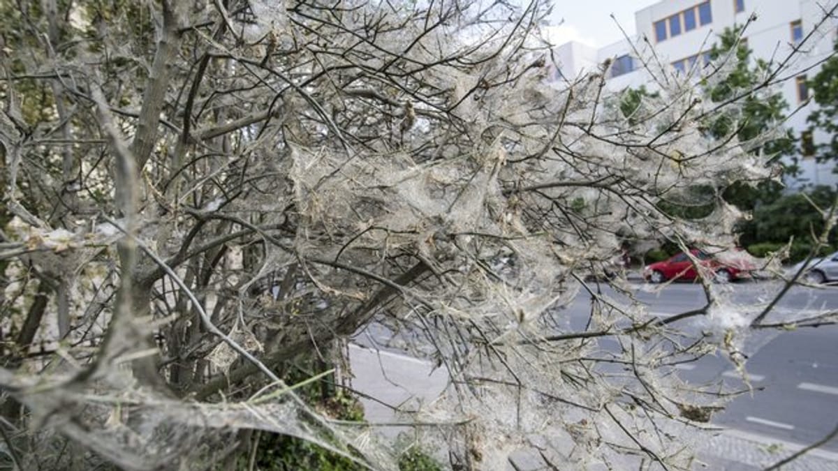 Gespinstmotten hüllen Bäume in weiße Schleier