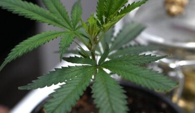 Veranstalter: 65.000 Besucher auf Cannabis-Messe