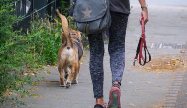 Bußgeld bis 1.000 Euro! Hunde-Besitzer in Duisburg schlackern mit den Ohren