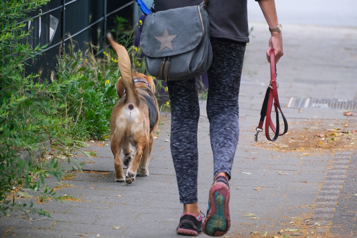 Bußgeld bis 1.000 Euro! Hunde-Besitzer in Duisburg schlackern mit den Ohren