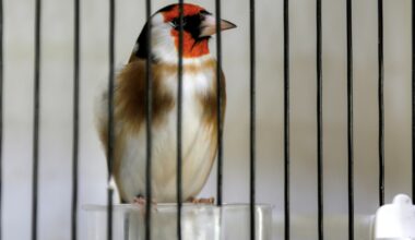 Sonnenvögel, Bluthänflinge, Stieglitze und Zaunammern zählen zu den Vögeln, die seit Donnerstag im Zentrum eines Prozesses um illegalen Handel mit geschützten Tieren im französischen Cahors stehen. (-)