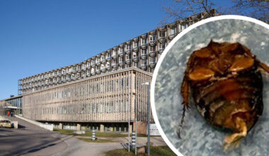 Schaben und Dreck: Ekel-Alarm in Berliner Benjamin-Franklin-Klinikum | Regional