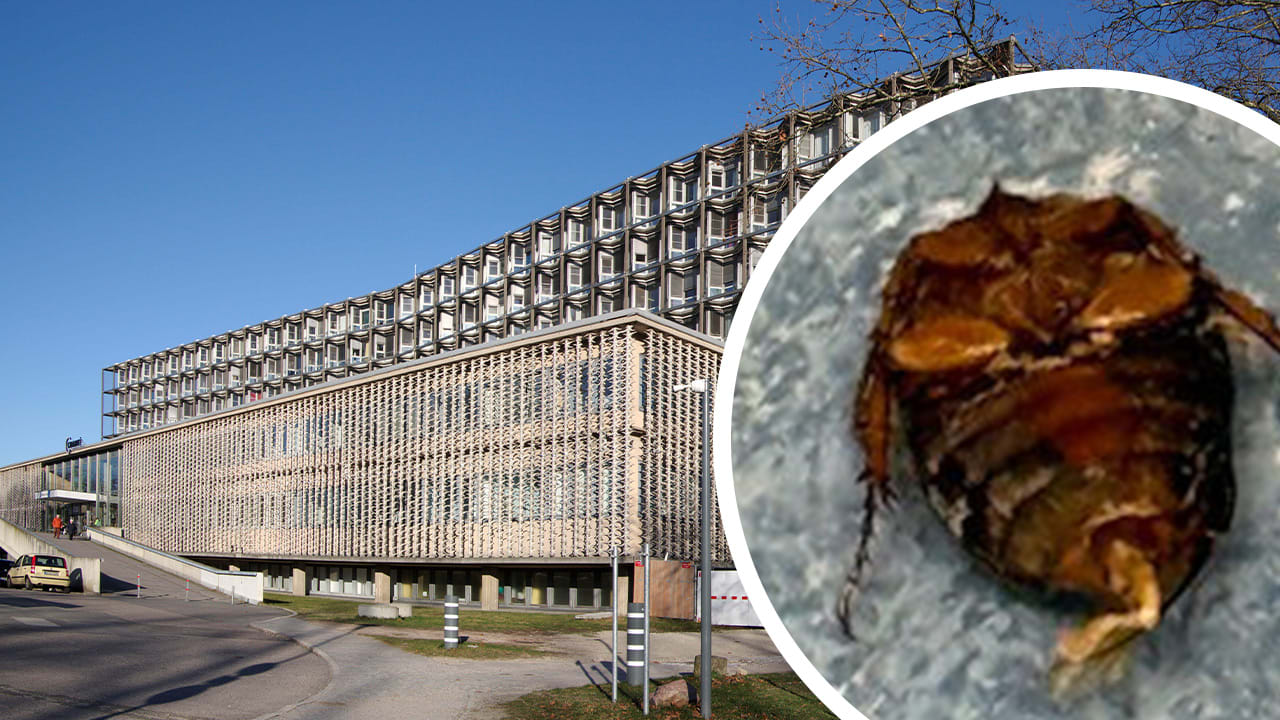 Schaben und Dreck: Ekel-Alarm in Berliner Benjamin-Franklin-Klinikum | Regional
