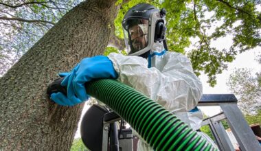Urteil in Leipzig: Grundstückseigentümer müssen Eichenprozessionsspinner auf eigene Kosten entfernen
