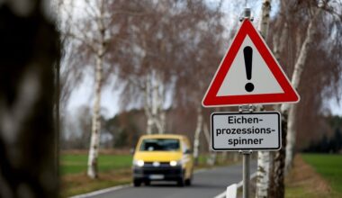 Leichte Sprache: Auf der Würfelwiese in Halle gibt es Eichen-Prozessions-Spinner