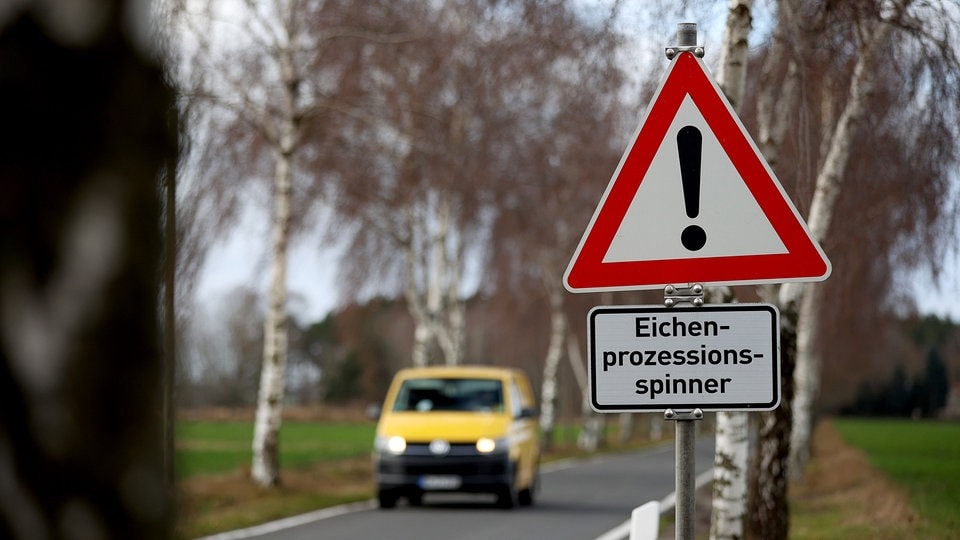 Leichte Sprache: Auf der Würfelwiese in Halle gibt es Eichen-Prozessions-Spinner