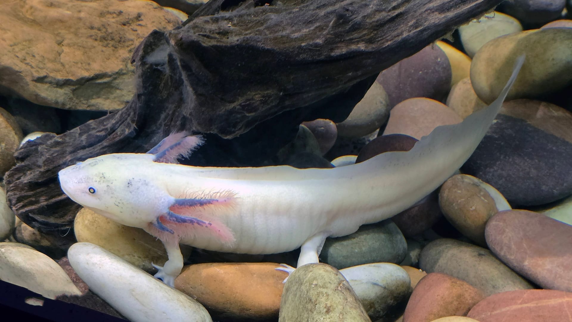 Ein Axolotl in einem Aquarium (Symbolbild): Auf ihrer Schleimhaut befinden sich Moleküle, die für die Medizin von Interesse sind.