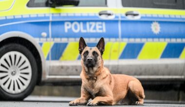 So läuft das Training für Welpen in Braunschweig