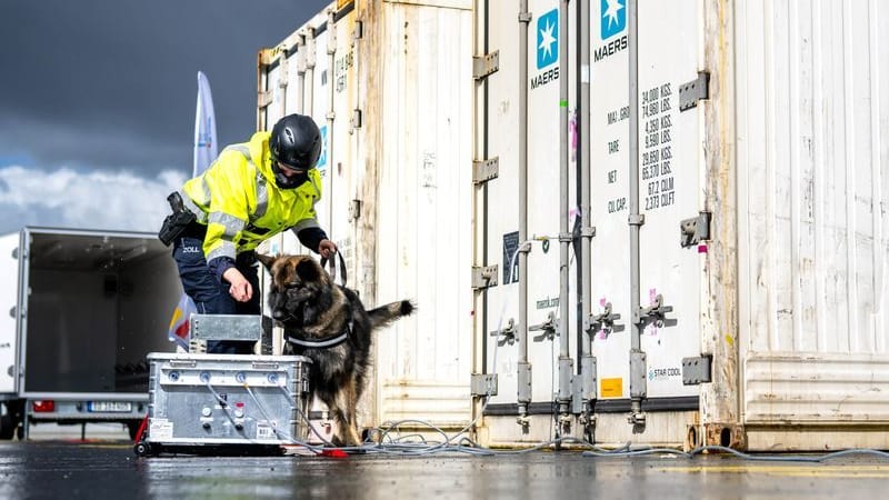 Ein Rauschgiftspürhund des Zolls im Hafen: Mehr als 400 Kilo Kokain wurden sichergestellt.