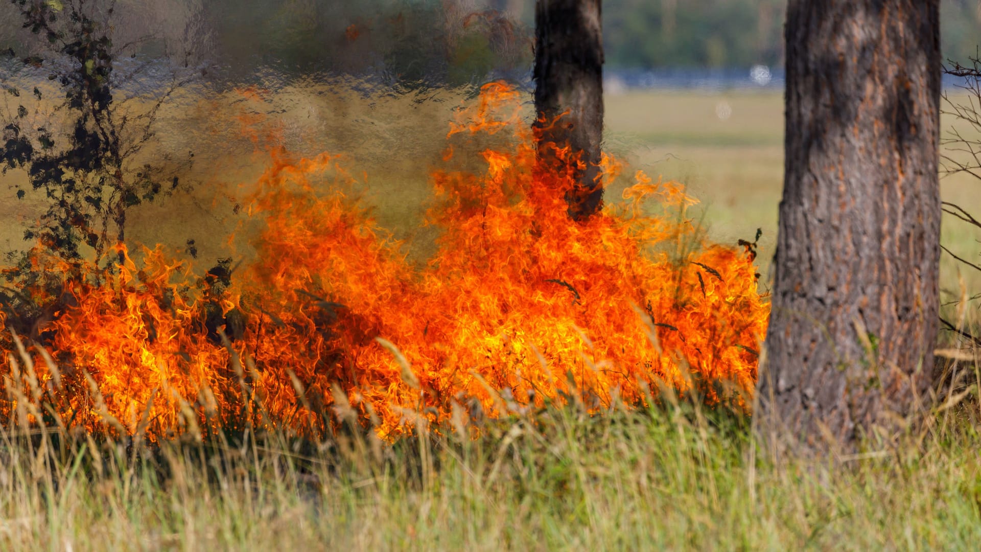 Ein Waldbrand (Symbolbild): Die Feuerwehr konnte die Flammen schnell löschen.