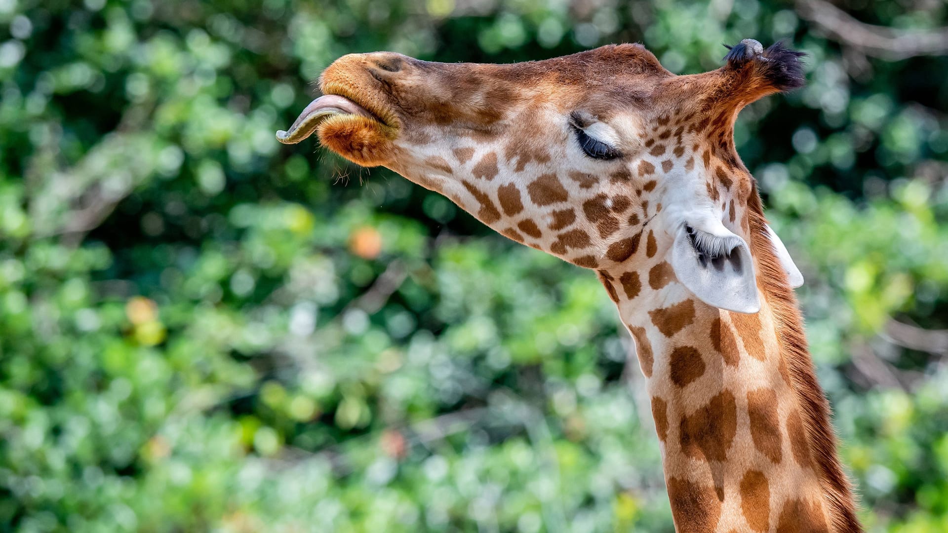 Eine Giraffe steckt die Zunge raus (Archivbild): Am 21. Juni feiert der Zoo Dresden den Welt-Giraffen-Tag.