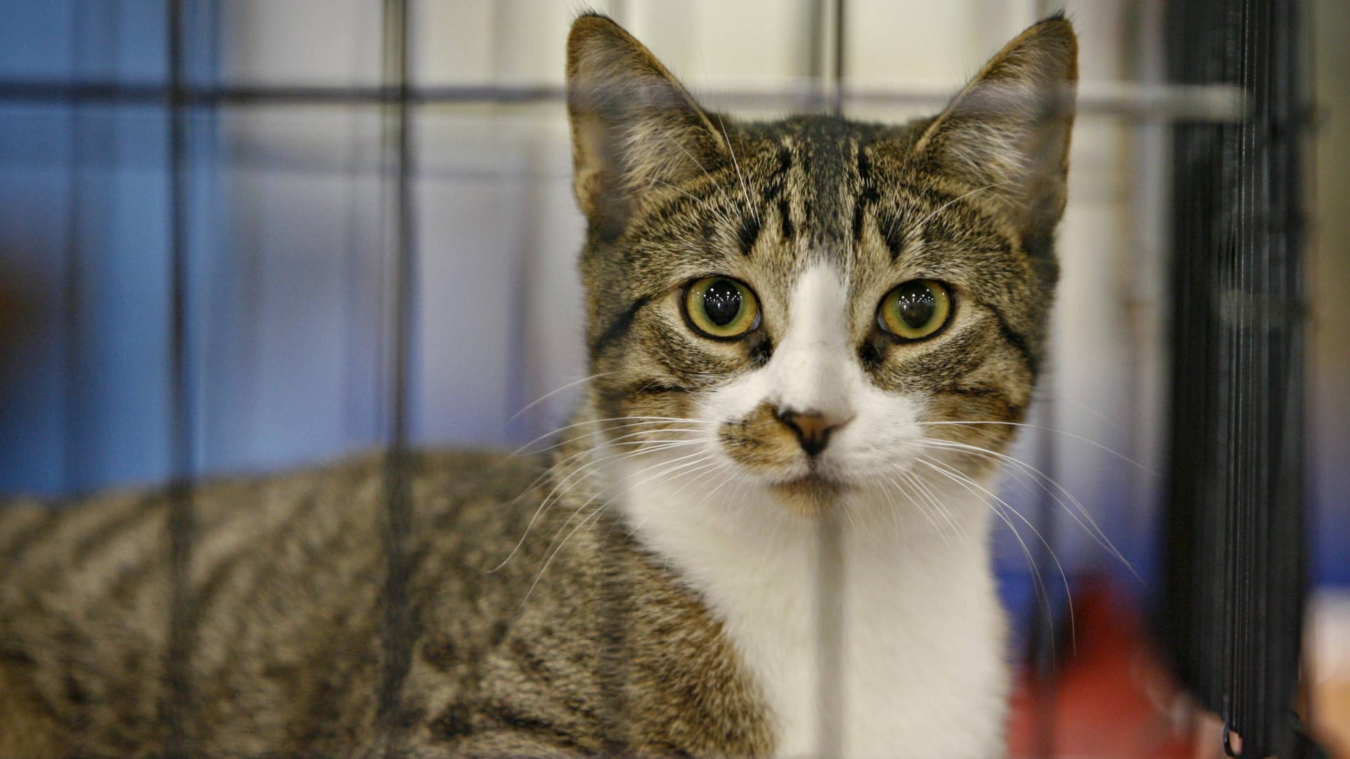 Eine Katze sitzt in einem Tierheim (Symbolbild): In Hamburg wartet eine Katze mit drei Beinen auf jemanden, der sie adoptiert.