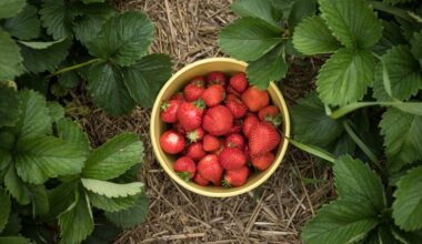 Wo Sie in Bremen und umzu Erdbeeren und anderes Obst pflücken können
