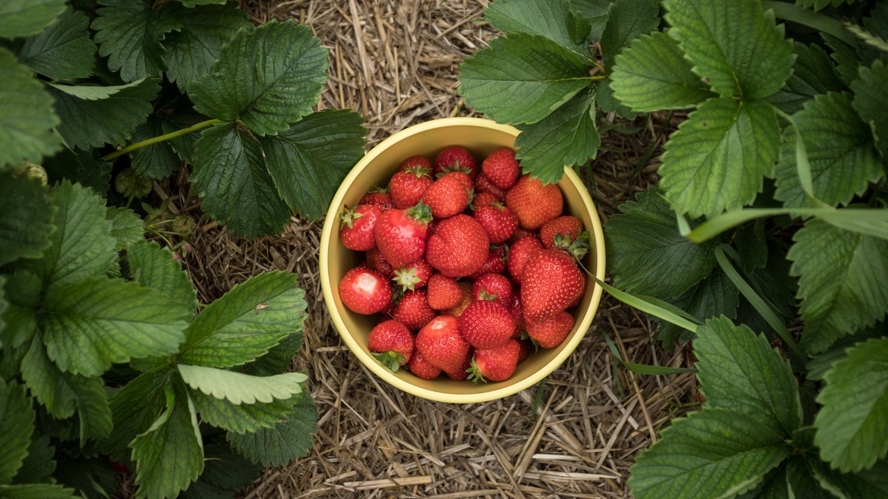 Wo Sie in Bremen und umzu Erdbeeren und anderes Obst pflücken können