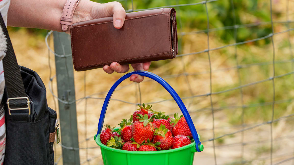 Direkt essen, wenig kaufen: Immer mehr „Selbstbedienung“ auf Erdbeerfeldern – Hessens Bauern wehren sich