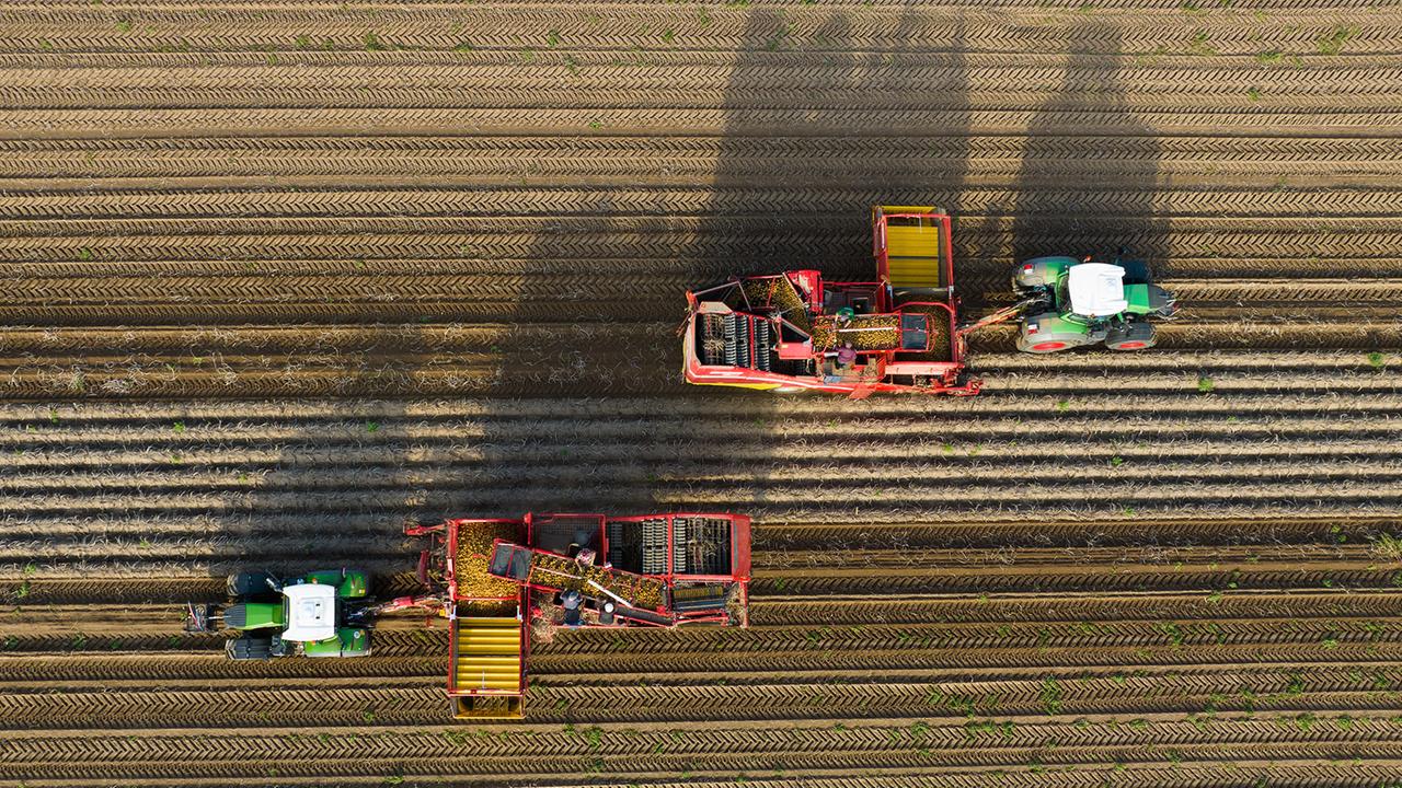 Pflanzenkrankheit sorgt für massive Ernteausfälle