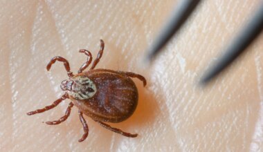 Krankheiten - Zeckensaison: Mehr Borreliose-Fälle in Berlin als früher - Gesundheit