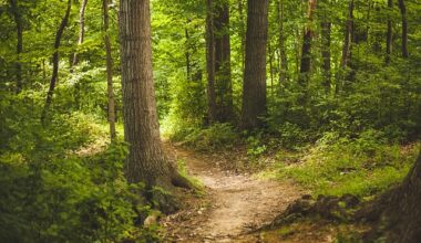 Nachhaltige, ökologische Waldwirtschaft - Euregio Aktuell