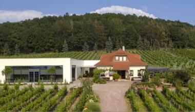Weingut Matyas aus Coswig baut im Jubiläumsjahr elf Rebsorten an