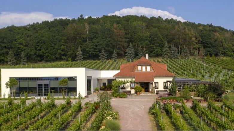 Weingut Matyas aus Coswig baut im Jubiläumsjahr elf Rebsorten an