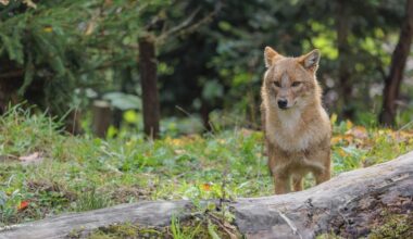 Jagdtouristen wollen Goldschakal auf Sylt jagen | NDR.de - Nachrichten