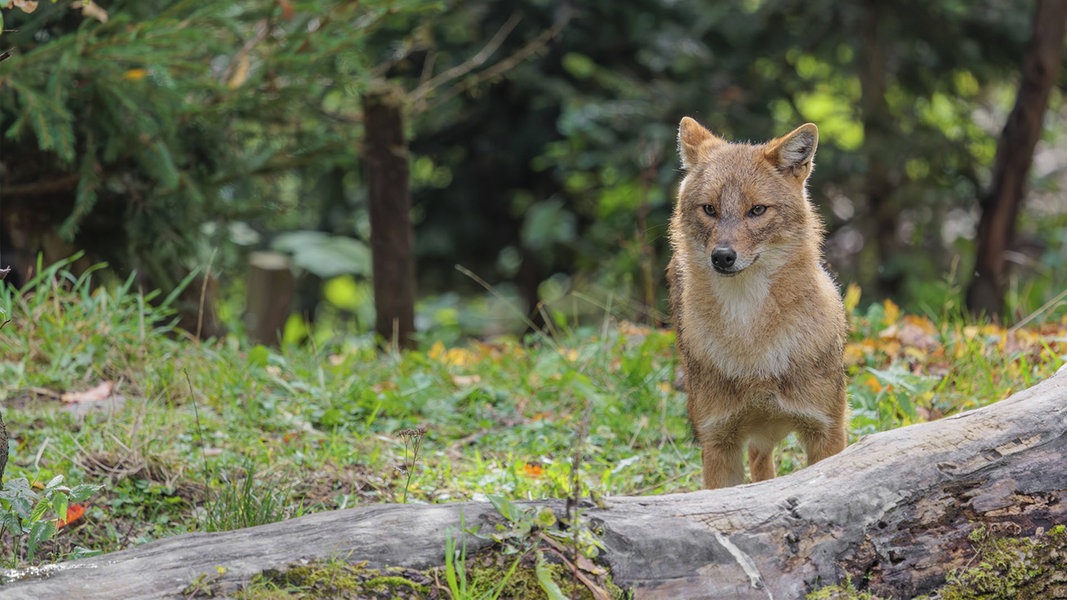 Jagdtouristen wollen Goldschakal auf Sylt jagen | NDR.de - Nachrichten