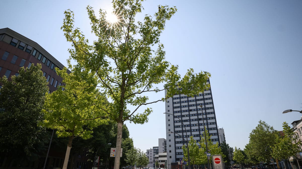 Straßenbaum-Bilanz: Hamburg pflanzt nach, aber die Klimaresilienz leidet