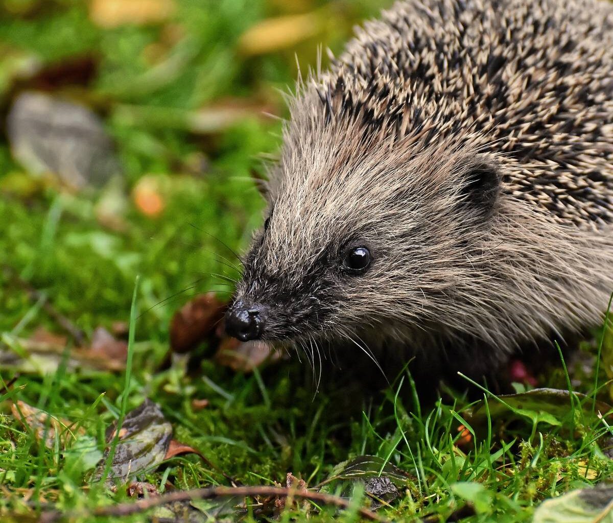 Mehr Schutz für >IGel und Amphibien