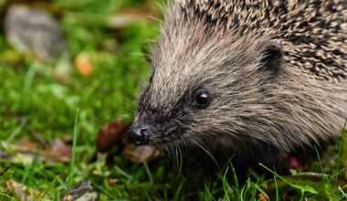 Mehr Schutz für >IGel und Amphibien