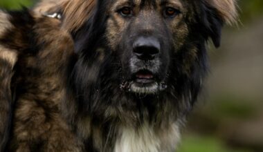 Tierheim Hannover sucht mit originellen Fotos Zuhause für Hund Boris