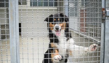 Halter überfordert: „Der Hund muss weg!“ – Tierheim kann es nicht fassen