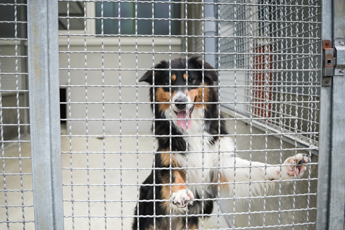 Halter überfordert: „Der Hund muss weg!“ – Tierheim kann es nicht fassen
