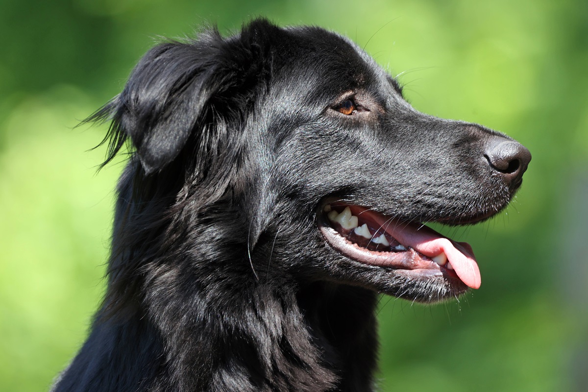 Tierheim in NRW nimmt Hund auf – was kurze Zeit später passiert, rührt