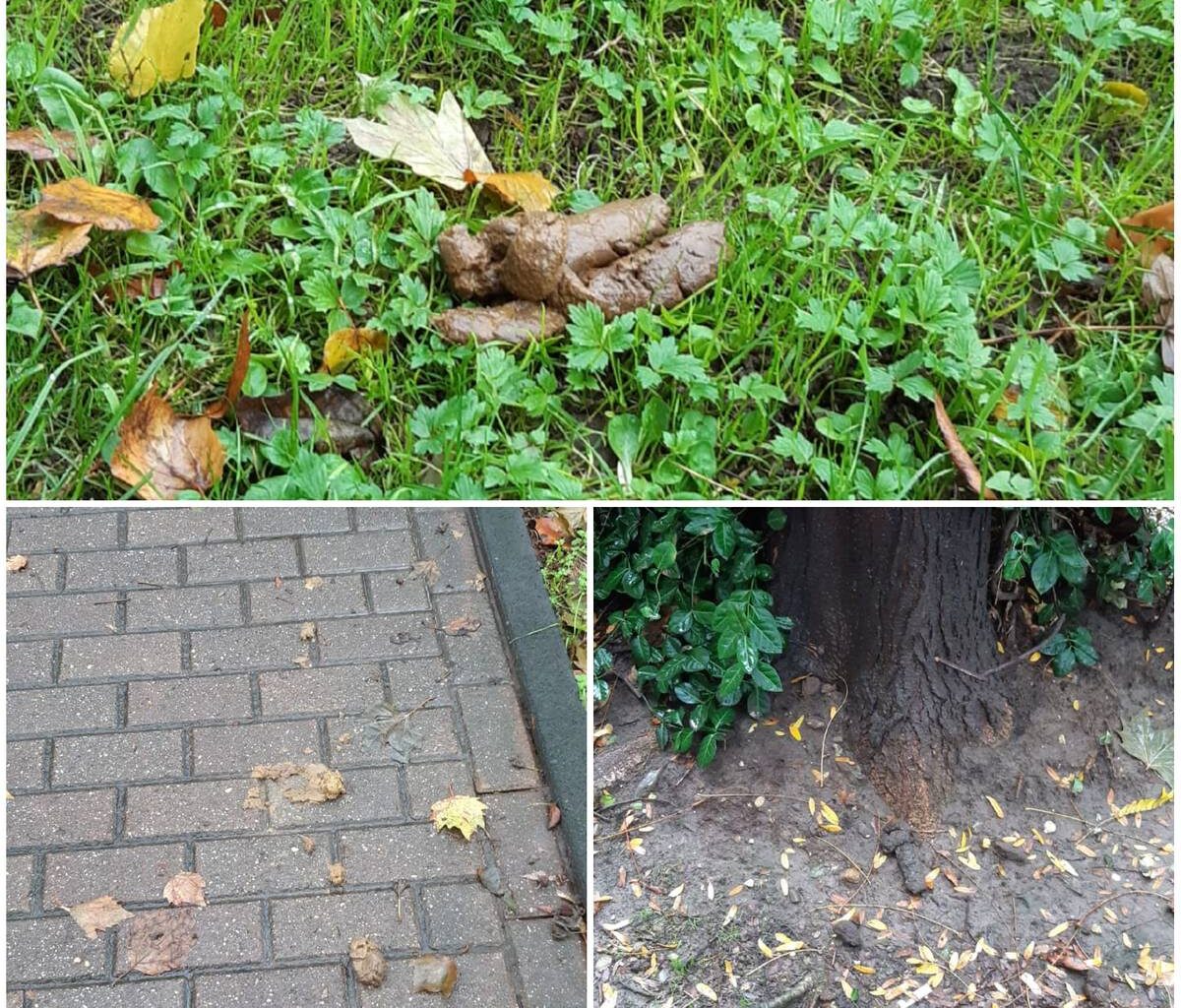 Duisburg führt Kotbeutel-Pflicht für Hundehalter ein