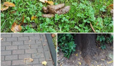 Duisburg führt Kotbeutel-Pflicht für Hundehalter ein