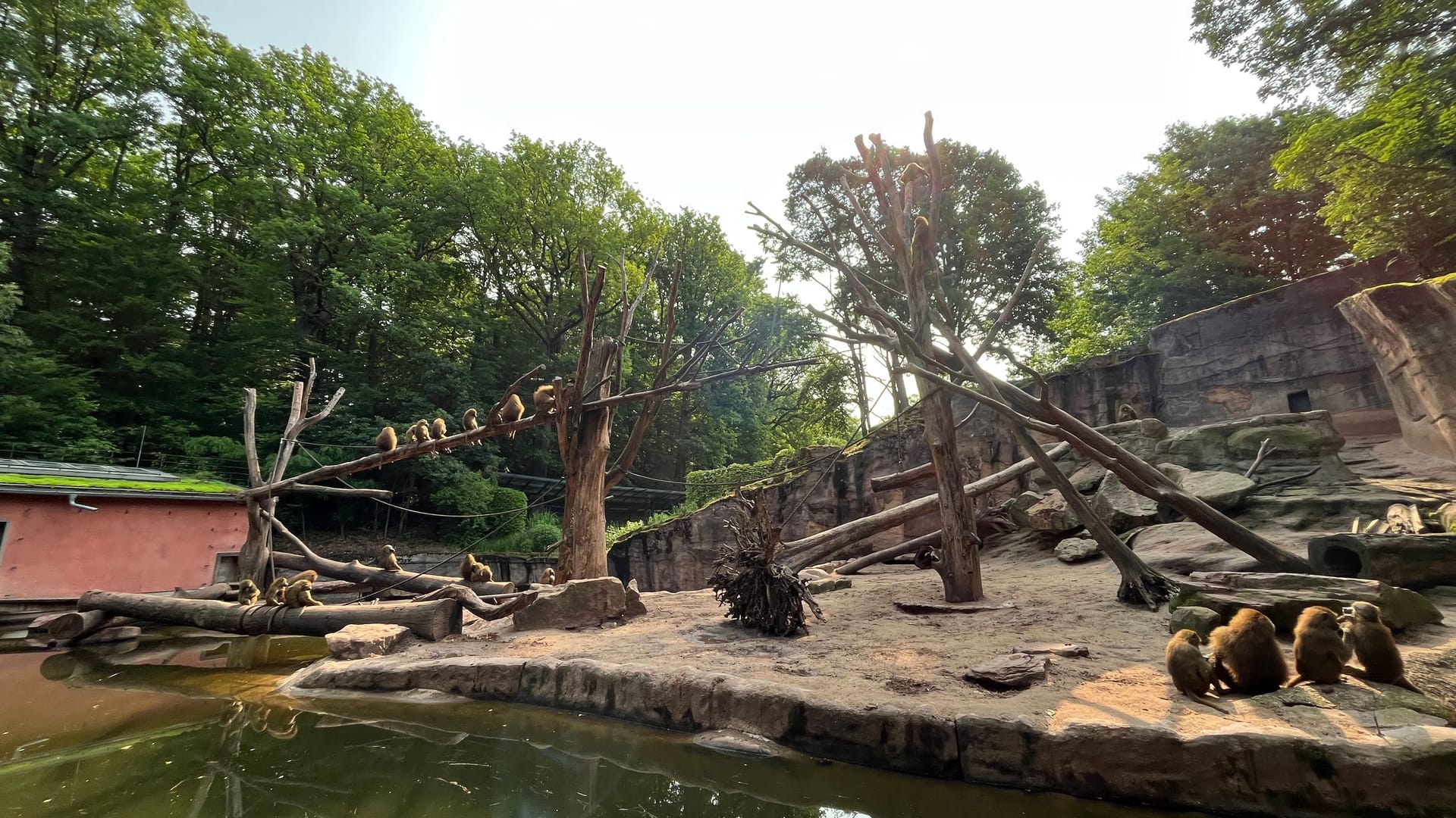 Im Affengehege ist was los – zu viel, weshalb der Tiergarten Nürnberg eine drastische Lösung in Erwägung zieht.