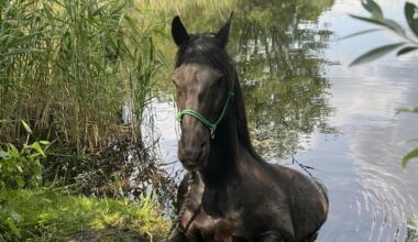 Freiwillige Feuerwehr rettet Pferd aus Teich