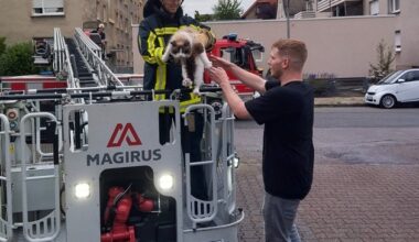 FW-BO: Feuerwehr rettet hilflosen Kater "Loki" vom Dach eines Mehrfamilienhauses
