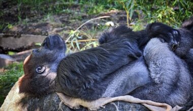 Zoo Leipzig: Nach Tod zweier Gorillas gesteht ein Pfleger – "Viel geweint"