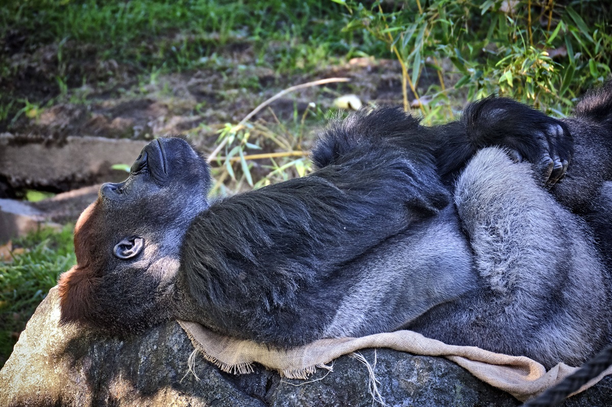 Zoo Leipzig: Nach Tod zweier Gorillas gesteht ein Pfleger – "Viel geweint"