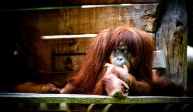 Zoo Dortmund: Kaum verlassen die Pfleger das Gehege, geht es los