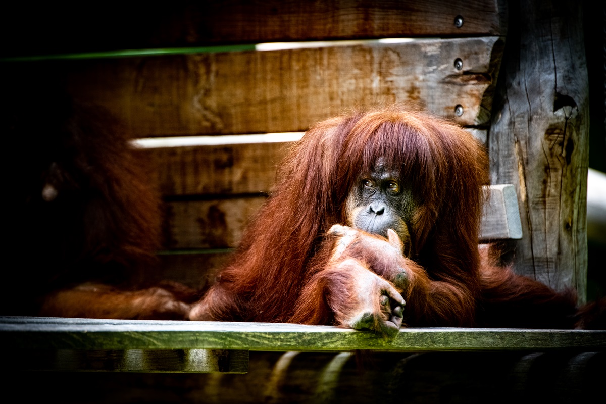 Zoo Dortmund: Kaum verlassen die Pfleger das Gehege, geht es los