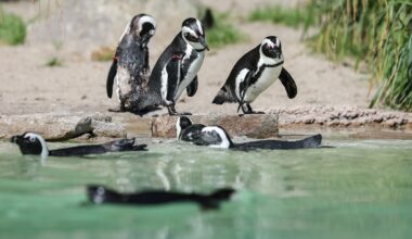 Zoo Duisburg: Besucher bei Blick ins Gehege besorgt