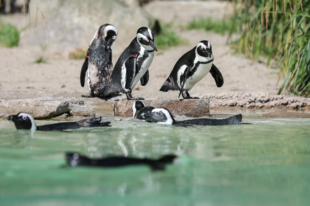 Zoo Duisburg: Besucher bei Blick ins Gehege besorgt