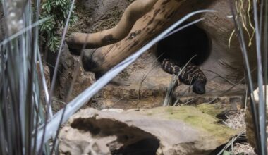 Zoo Leipzig: Pfleger müssen besonders vorsichtig sein - "Hat schon gebissen"